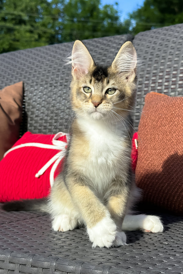 Yiorgos | Golden Maine Coon Kitten
