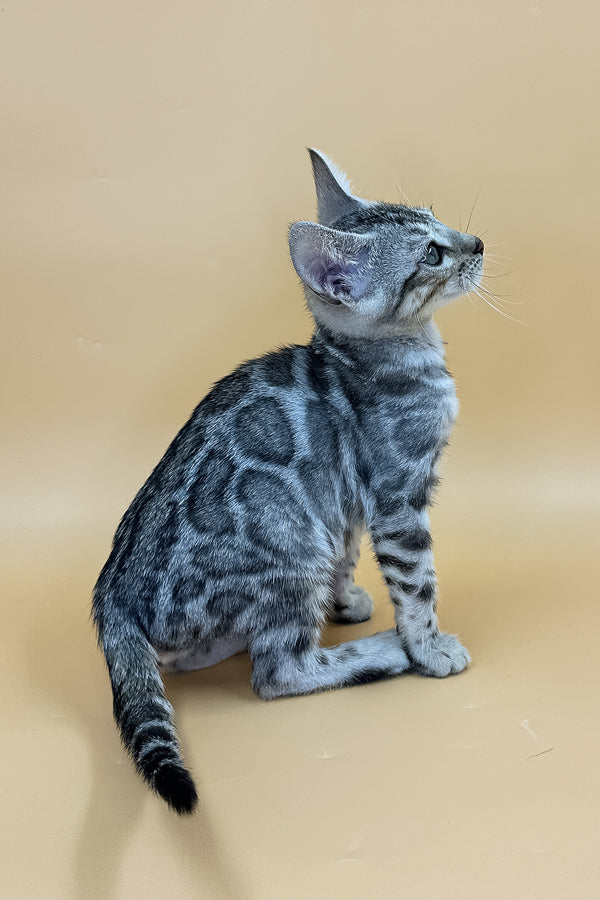Yogi | Bengal Kitten