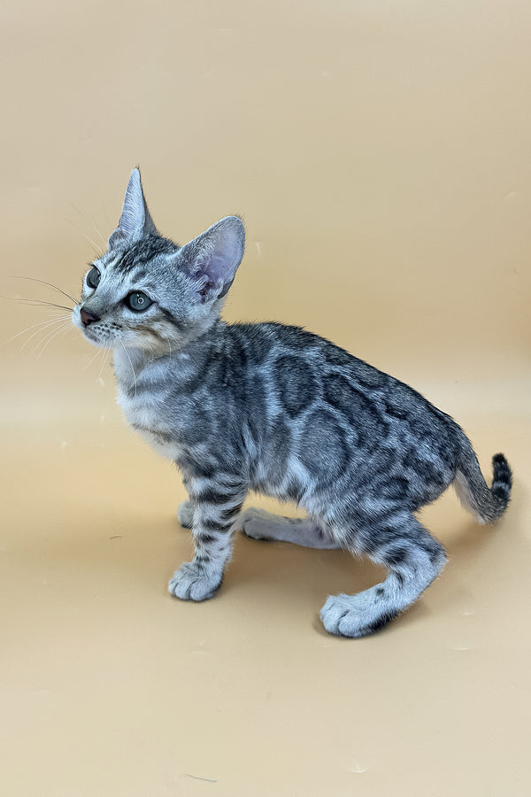 Yogi | Bengal Kitten