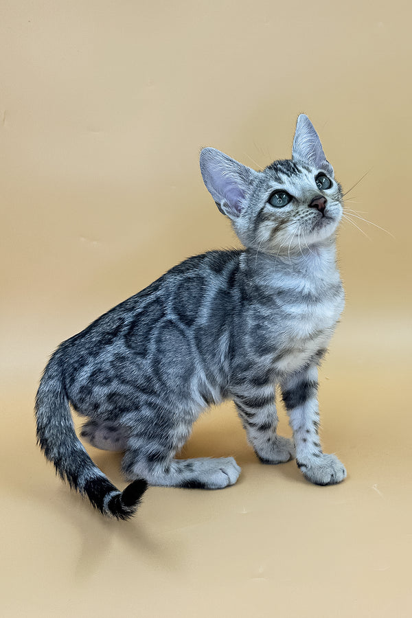 Yogi | Bengal Kitten