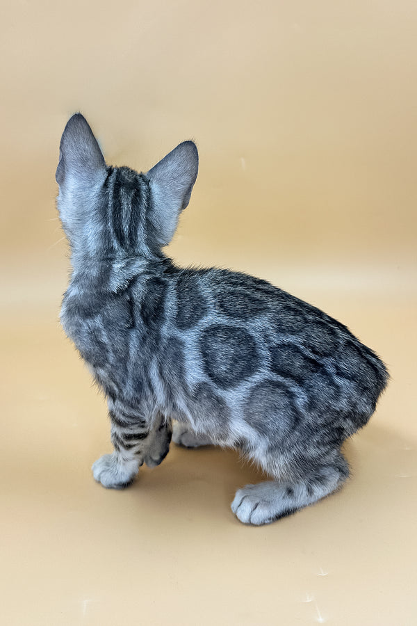 Yogi | Bengal Kitten