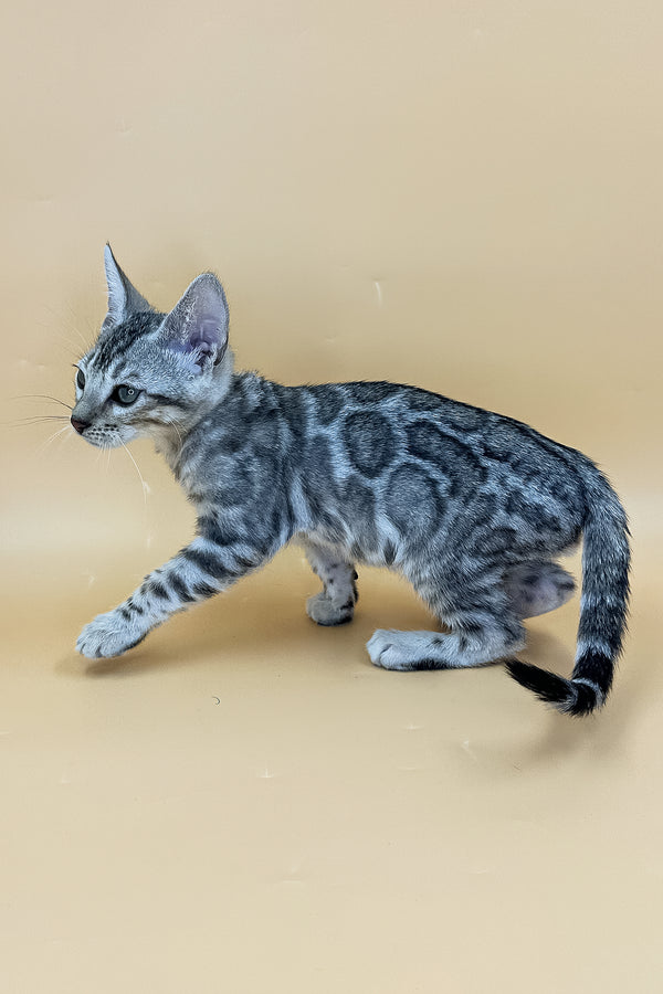 Yogi | Bengal Kitten