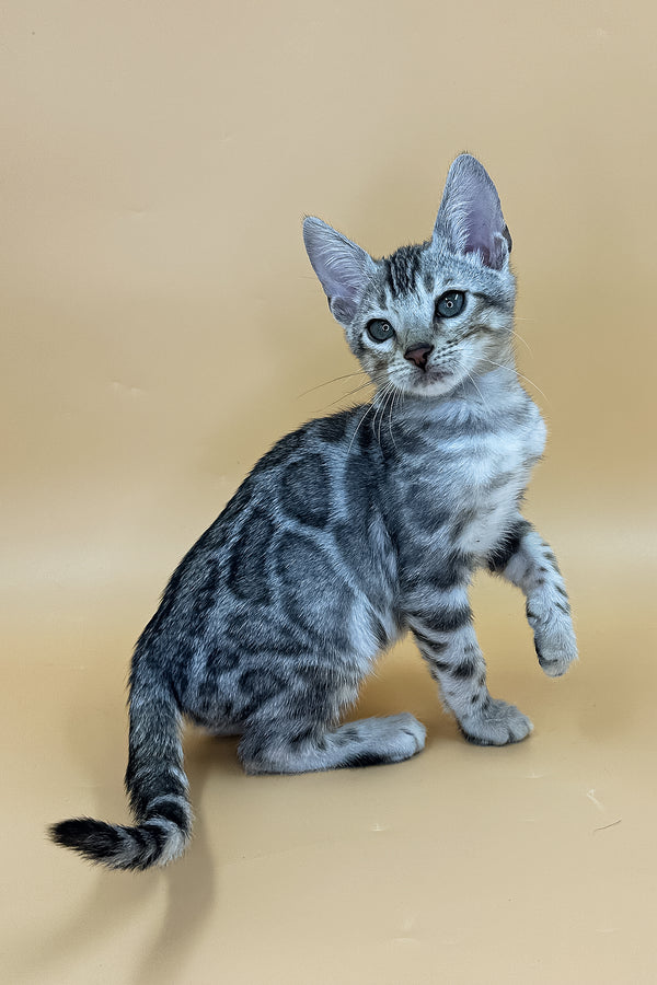 Yogi | Bengal Kitten