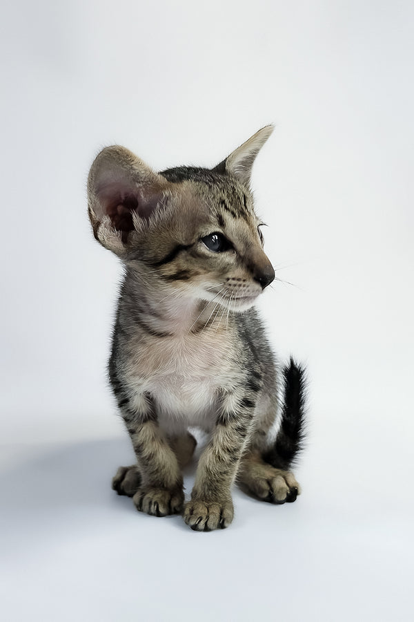 Yorick | Oriental Shorthair Kitten