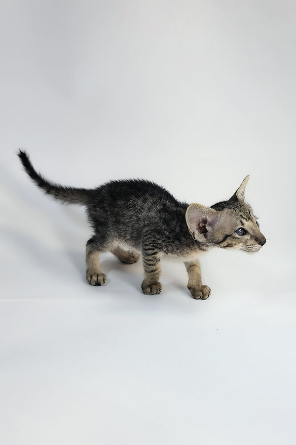 Yorick | Oriental Shorthair Kitten