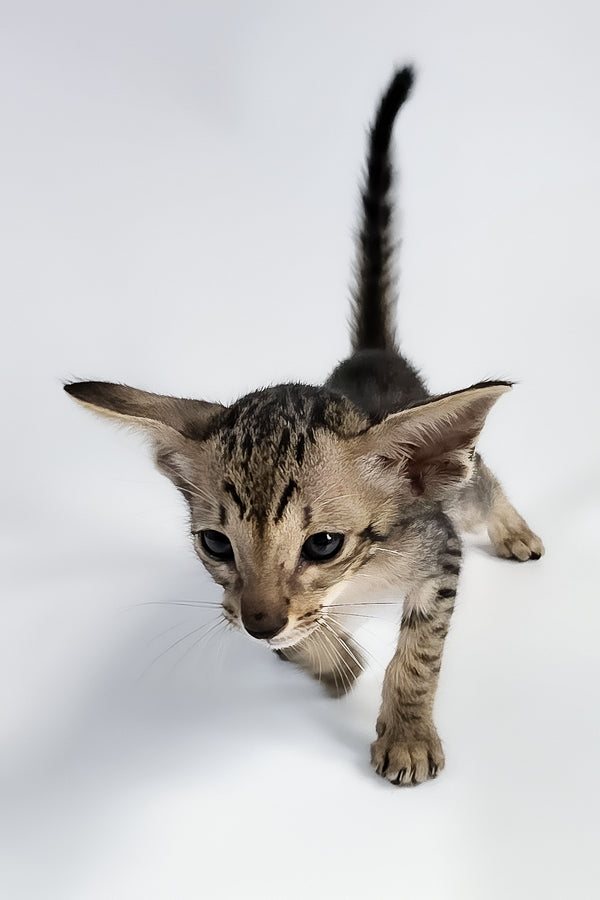 Yorick | Oriental Shorthair Kitten
