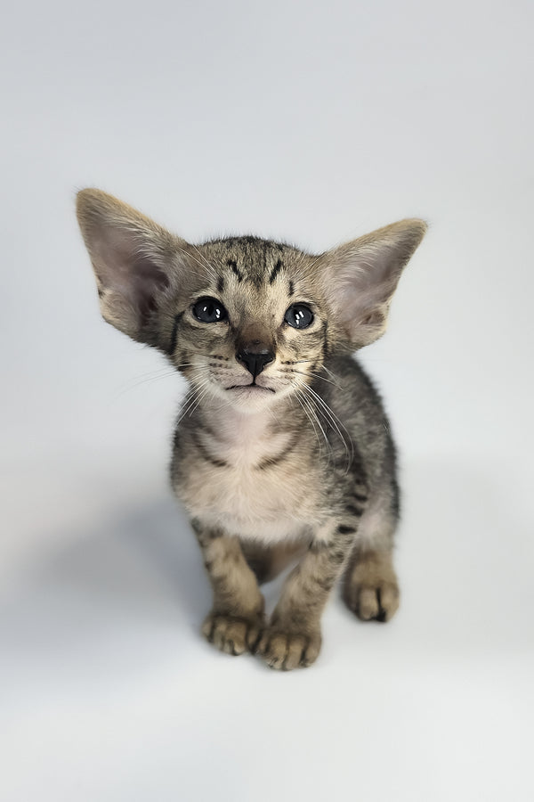 Yorick | Oriental Shorthair Kitten