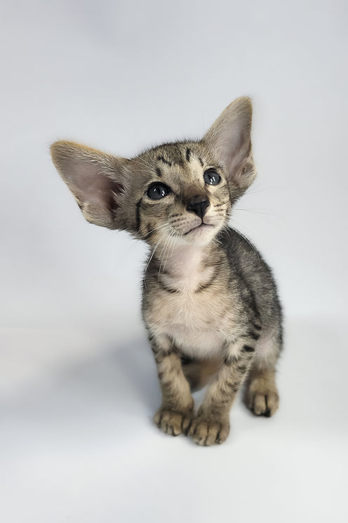 Yorick | Oriental Shorthair Kitten