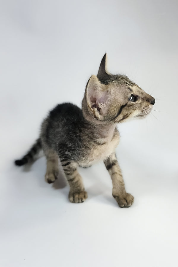 Yorick | Oriental Shorthair Kitten