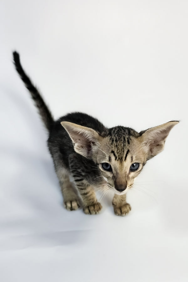 Yorick | Oriental Shorthair Kitten