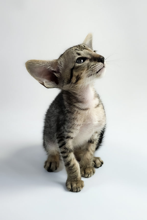 Yorick | Oriental Shorthair Kitten
