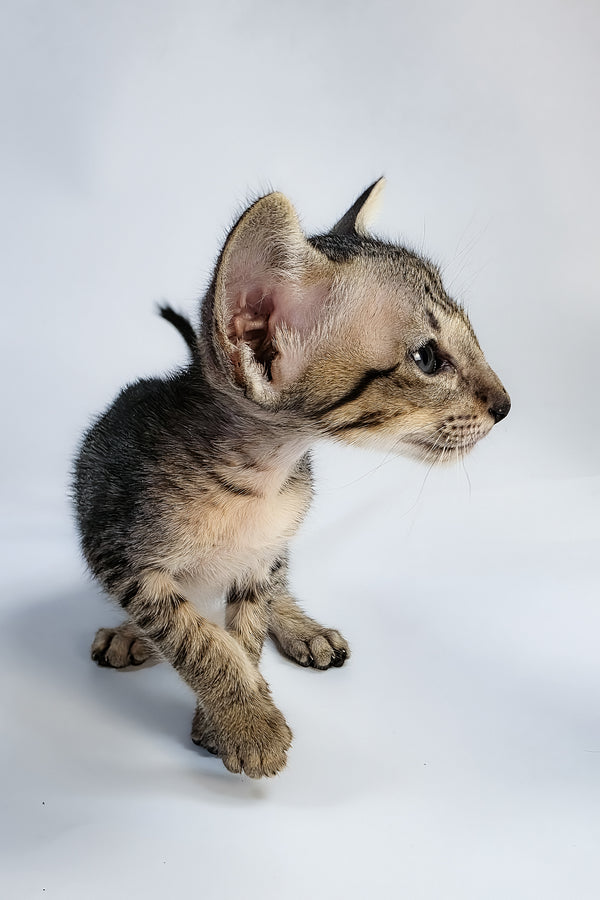 Yorick | Oriental Shorthair Kitten