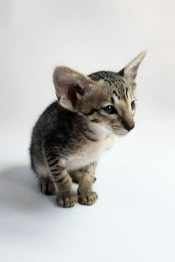 Yorick | Oriental Shorthair Kitten