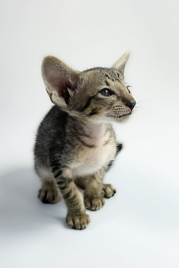Yorick | Oriental Shorthair Kitten