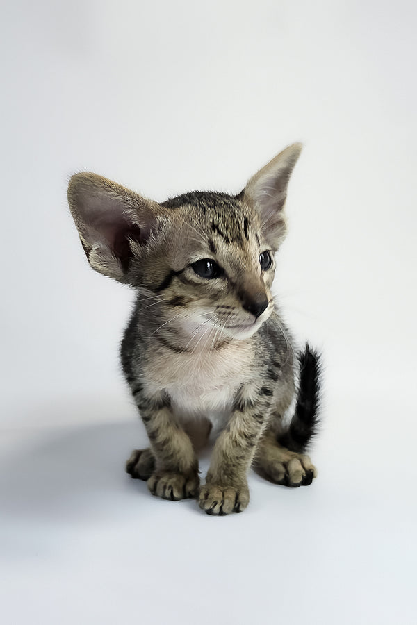 Yorick | Oriental Shorthair Kitten
