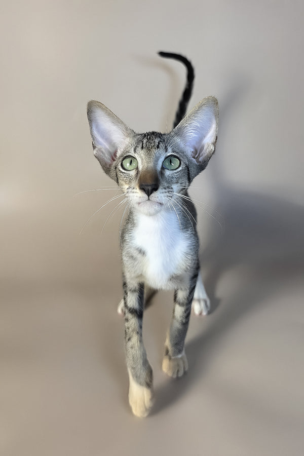 Yoshi | Oriental Shorthair Kitten
