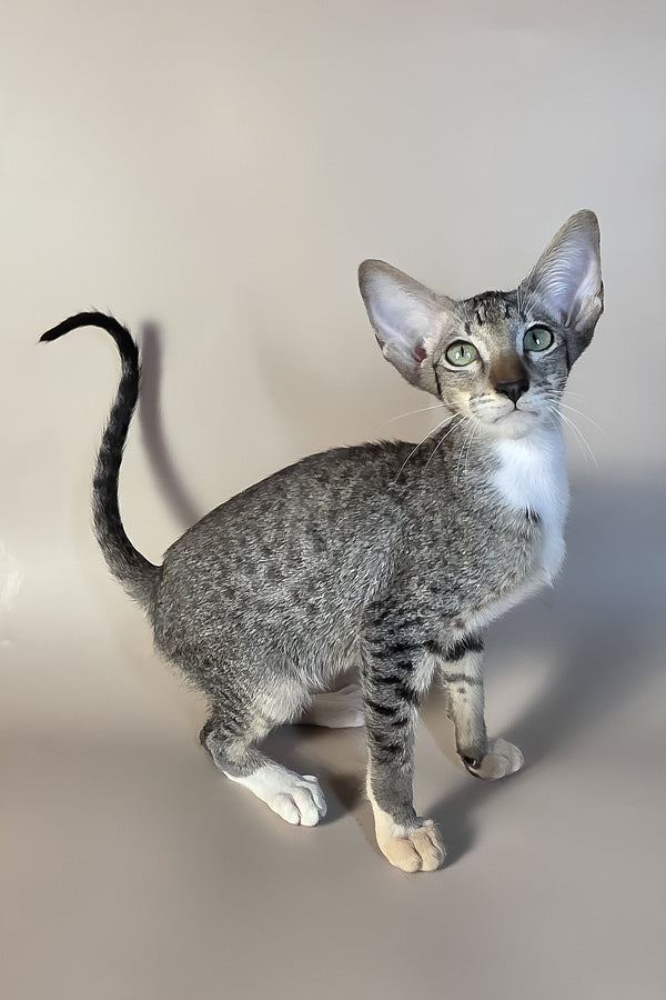 Yoshi | Oriental Shorthair Kitten