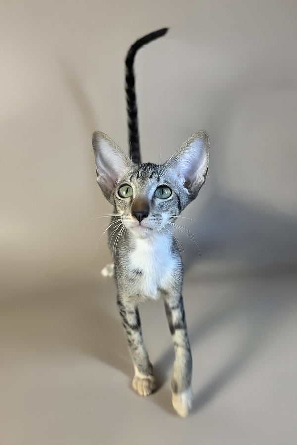 Yoshi | Oriental Shorthair Kitten