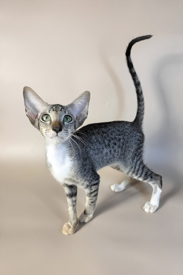 Yoshi | Oriental Shorthair Kitten