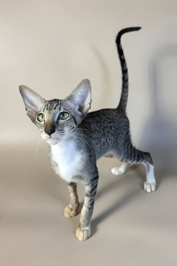 Yoshi | Oriental Shorthair Kitten