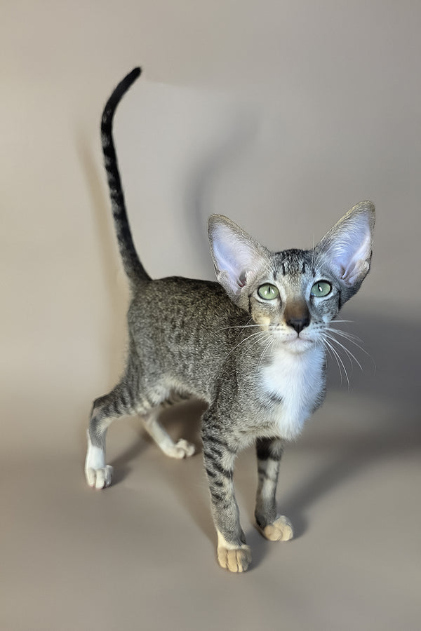 Yoshi | Oriental Shorthair Kitten