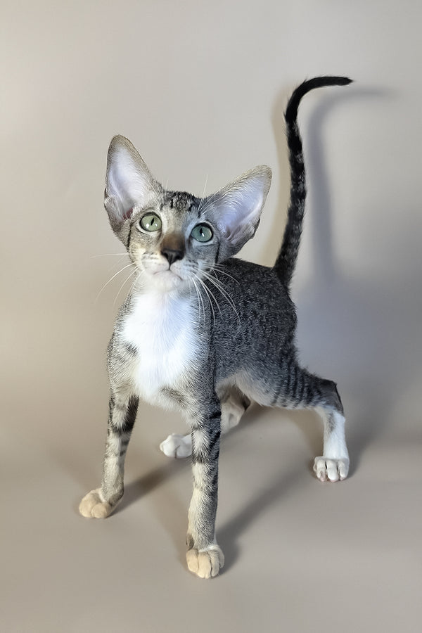 Yoshi | Oriental Shorthair Kitten