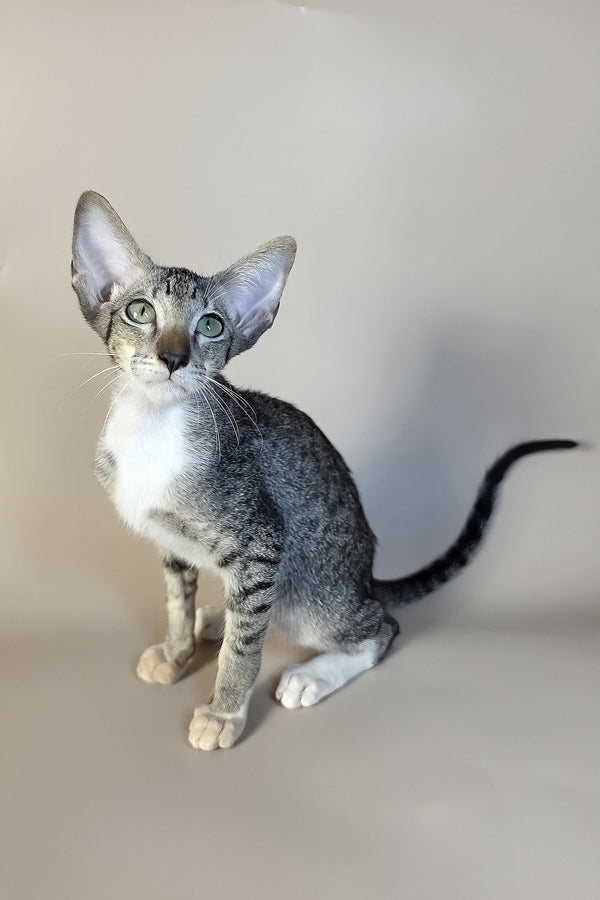 Yoshi | Oriental Shorthair Kitten