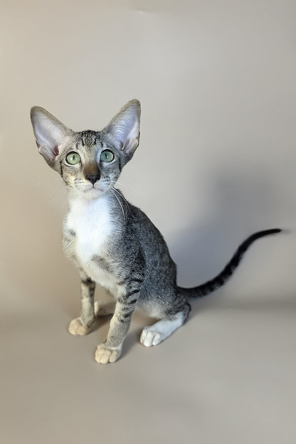 Yoshi | Oriental Shorthair Kitten