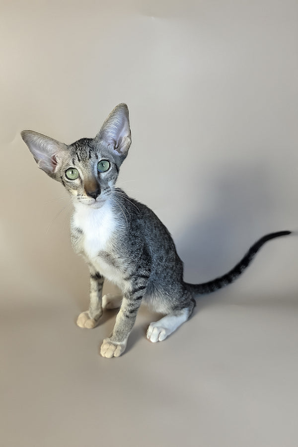 Yoshi | Oriental Shorthair Kitten