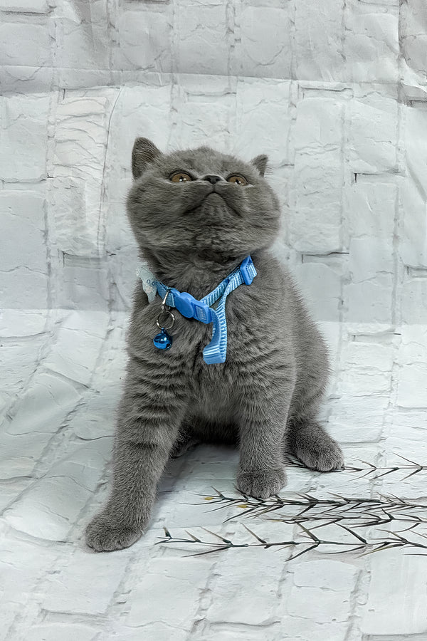 Yucatan | British Shorthair Kitten