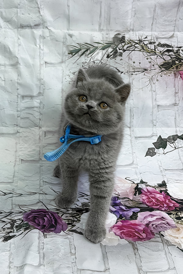 Yucatan | British Shorthair Kitten