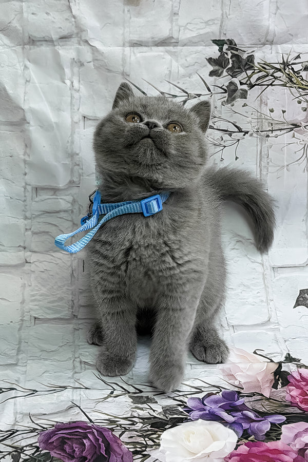 Yucatan | British Shorthair Kitten