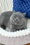 Yuka | British Shorthair Kitten