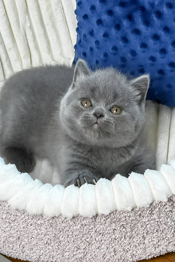 Yuka | British Shorthair Kitten