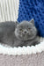Yuka | British Shorthair Kitten