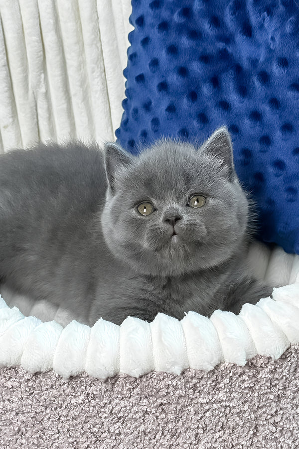 Yuka | British Shorthair Kitten
