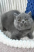 Yuka | British Shorthair Kitten