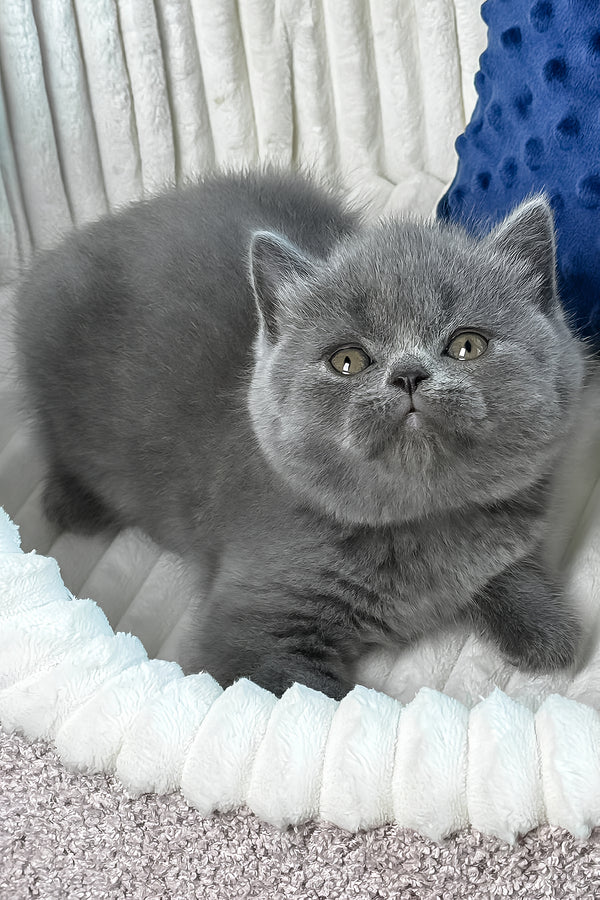Yuka | British Shorthair Kitten