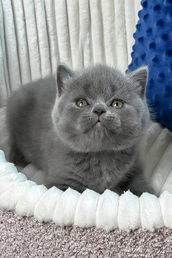 Yuka | British Shorthair Kitten