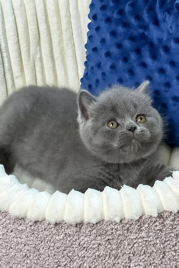 Yuka | British Shorthair Kitten