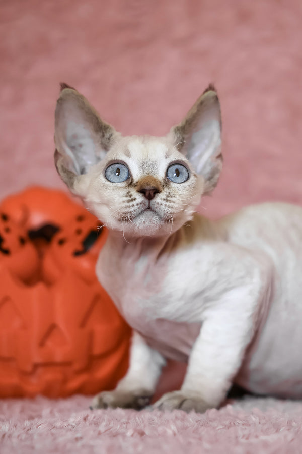 Yuki | Devon Rex Kitten