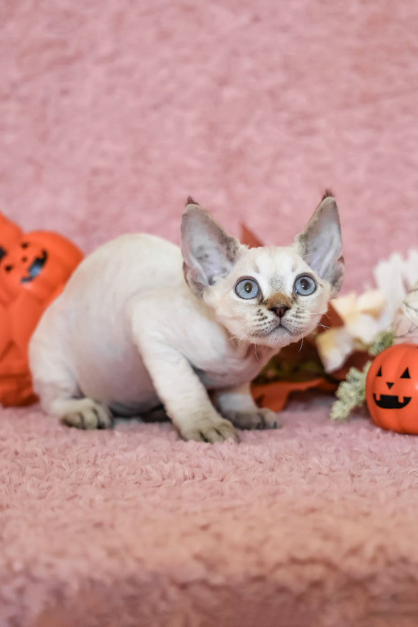 Yuki | Devon Rex Kitten