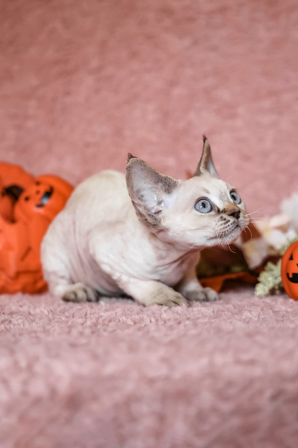 Yuki | Devon Rex Kitten