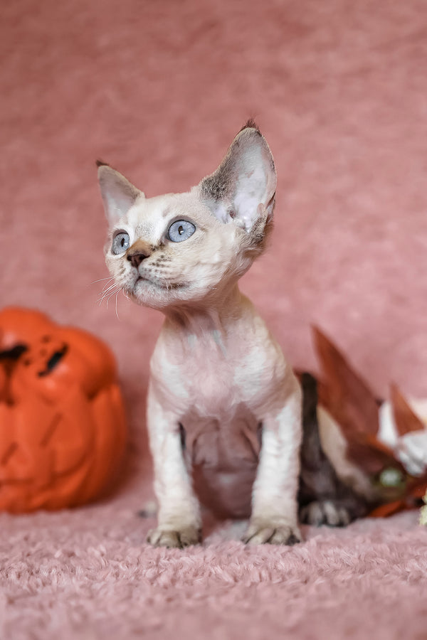 Yuki | Devon Rex Kitten