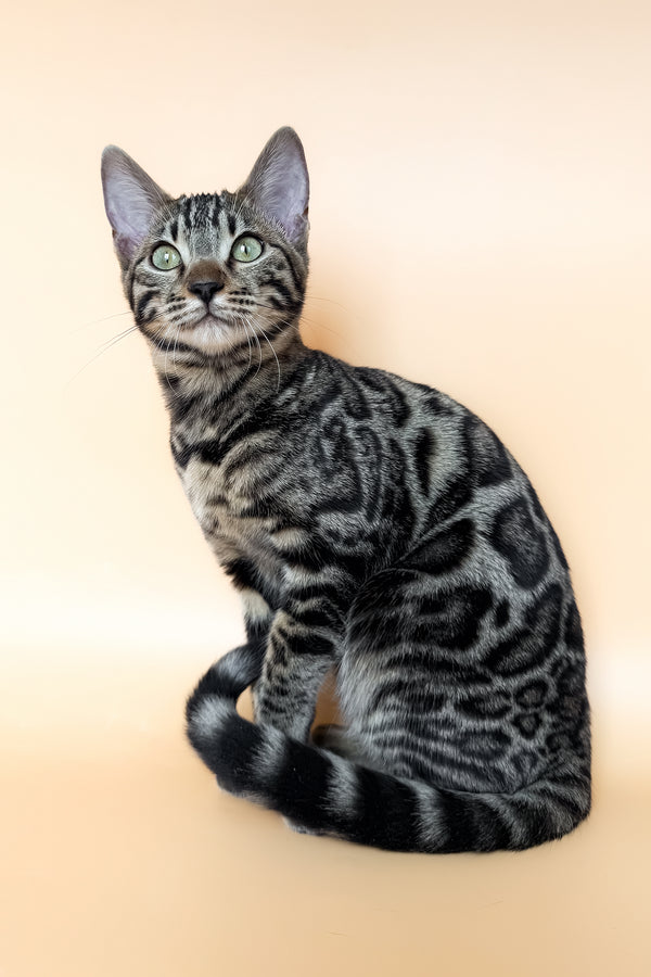 Yuki | Bengal Kitten