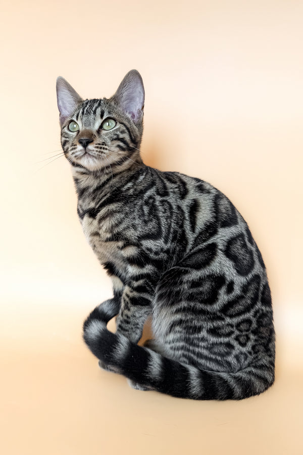 Yuki | Bengal Kitten