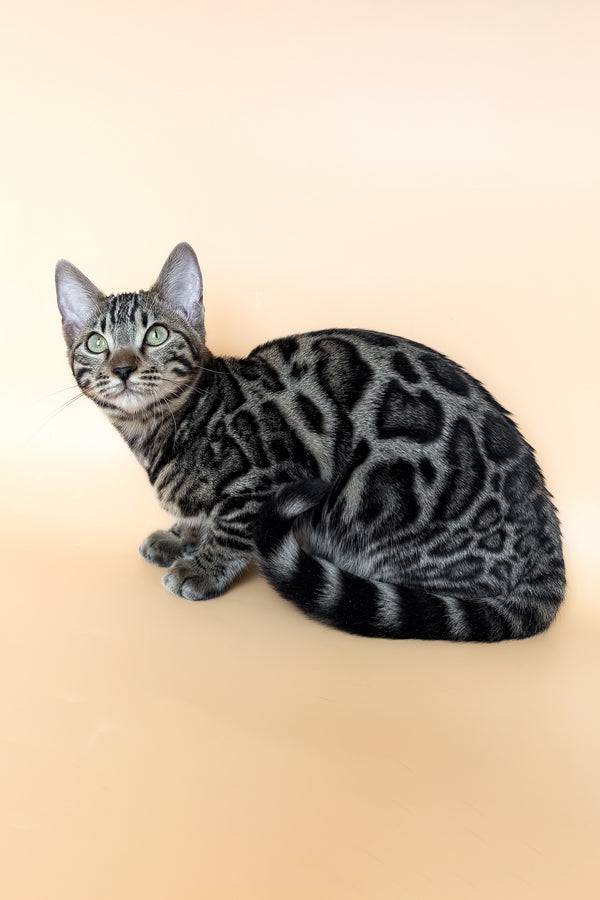 Yuki | Bengal Kitten