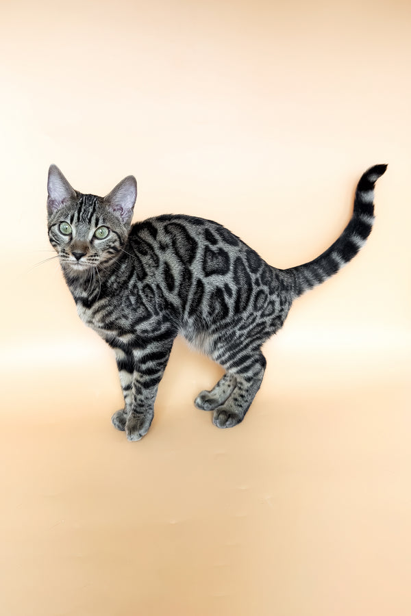 Yuki | Bengal Kitten