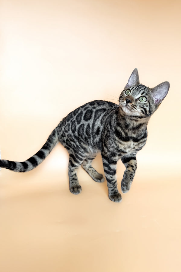 Yuki | Bengal Kitten