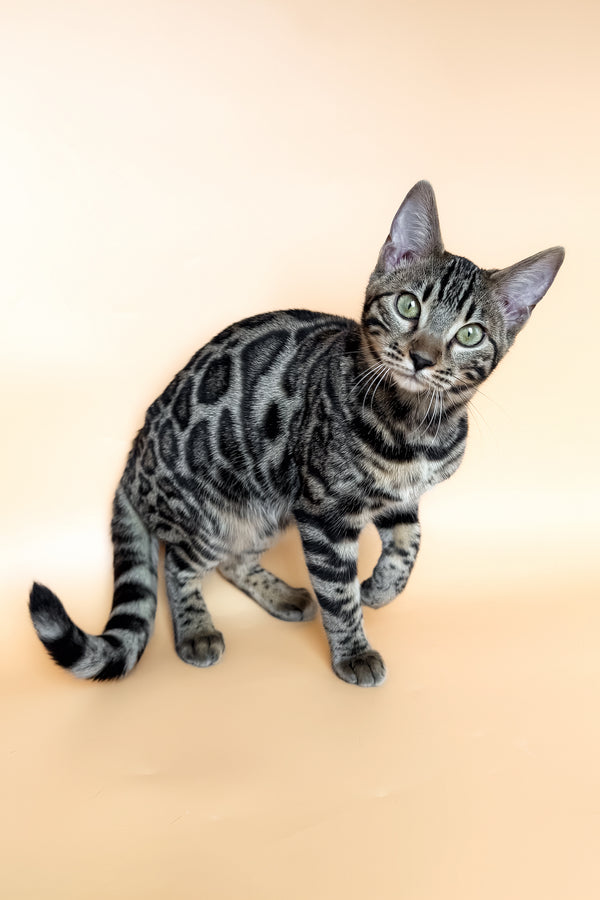 Yuki | Bengal Kitten